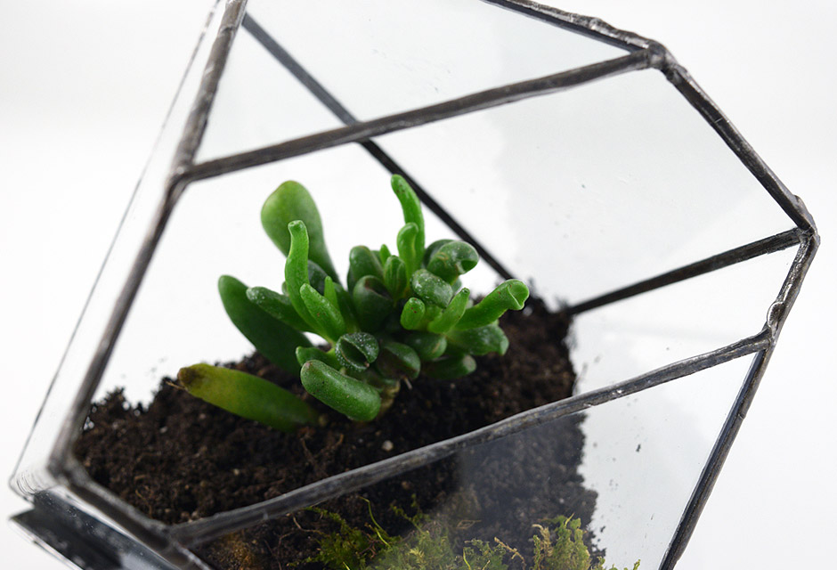 Durers solid terrarium with small succulent planted