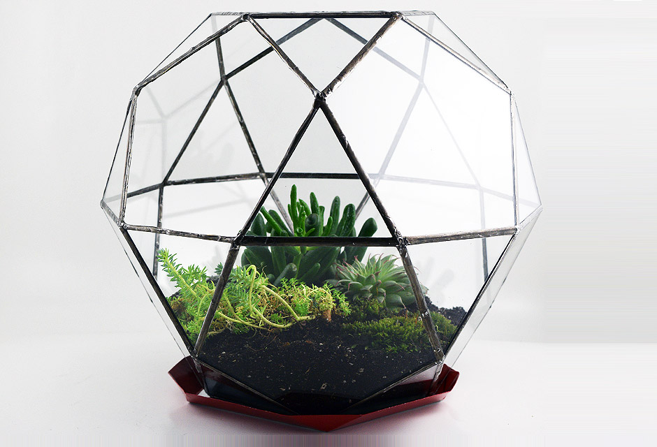 Icosidodecahedron geometric glass terrarium planted with succulents